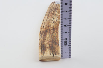White-orange mammoth bark