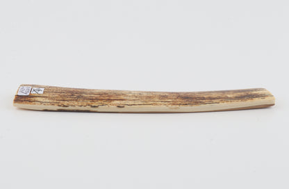 White-orange mammoth bark