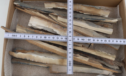Untreated mammoth ivory offcuts