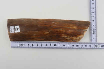 Orange-beige mammoth bark