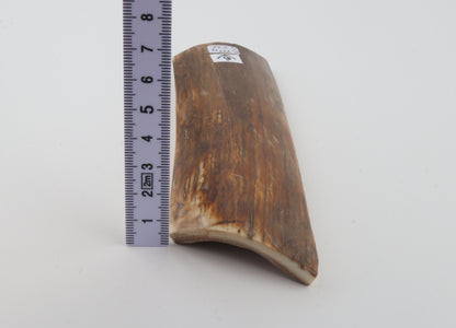 Orange-beige mammoth bark