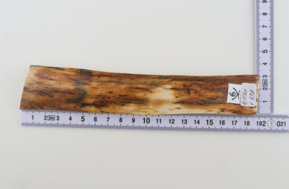 Orange mammoth bark