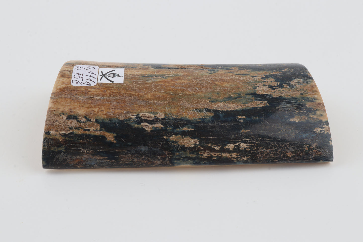 Blue-beige mammoth bark