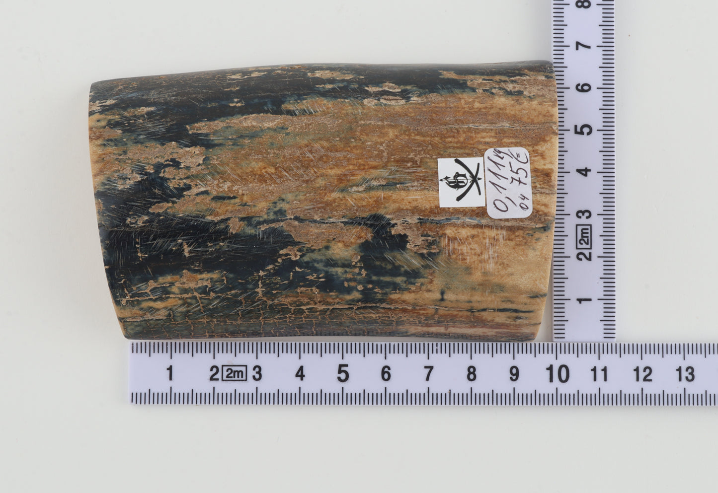 Blue-beige mammoth bark