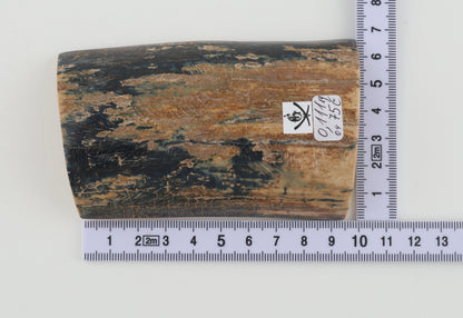 Blue-beige mammoth bark