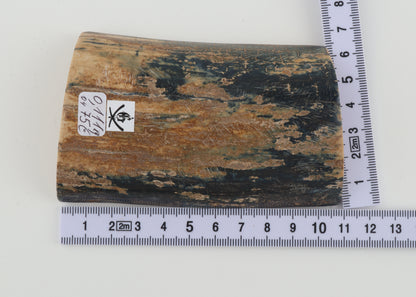 Blue-beige mammoth bark