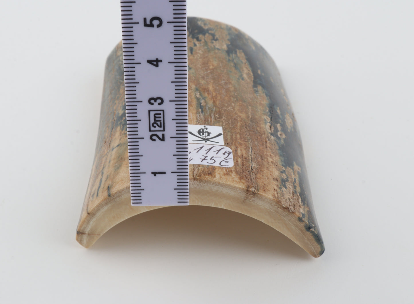 Blue-beige mammoth bark