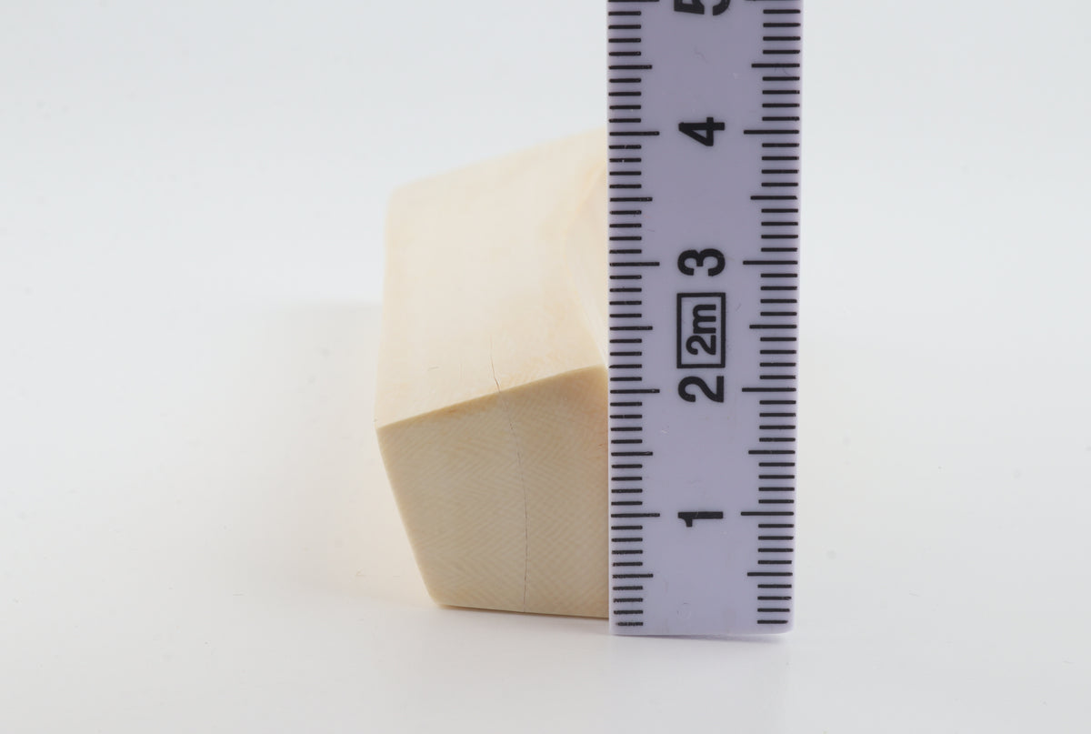 White mammoth ivory segment