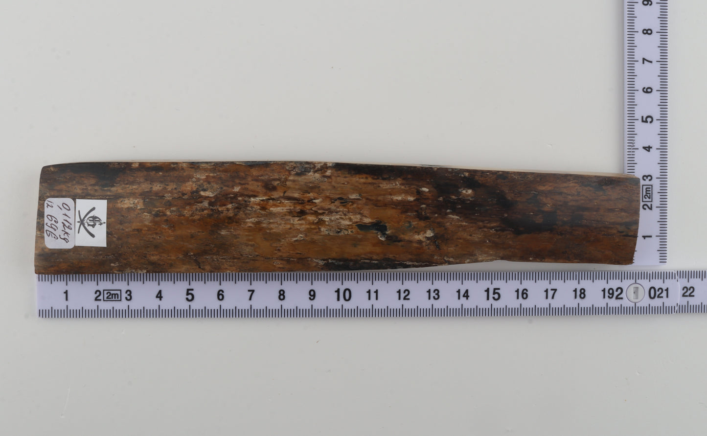 Beige-brown mammoth bark