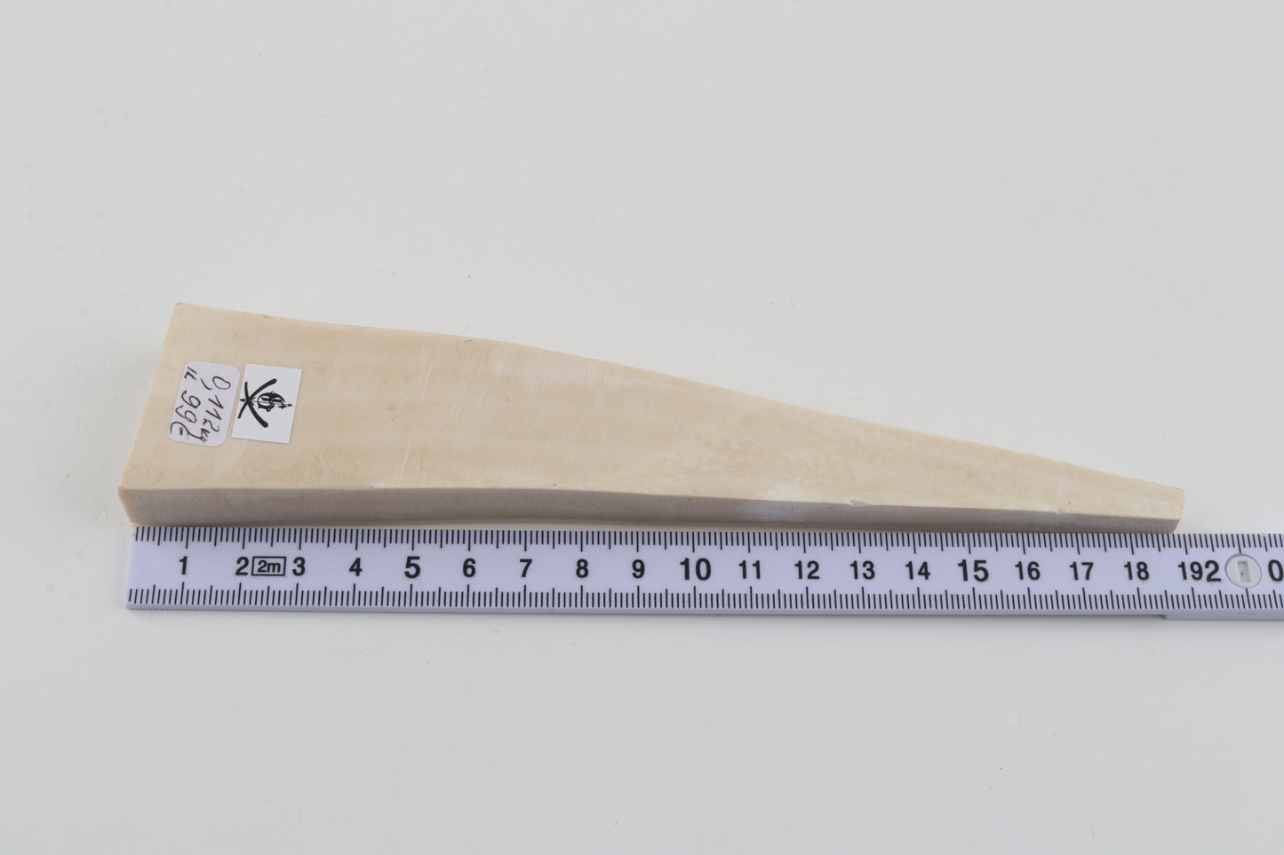 White mammoth ivory segment