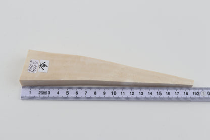 White mammoth ivory segment