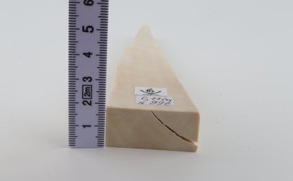 White mammoth ivory segment