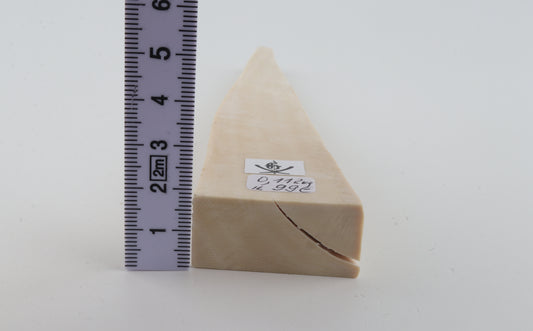 White mammoth ivory segment