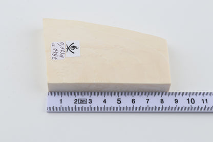 White mammoth ivory segment