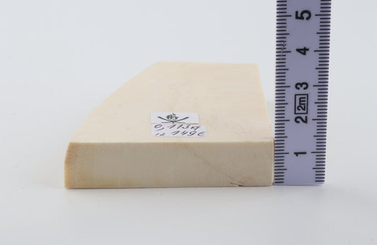 White mammoth ivory segment