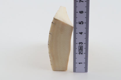 Natural mammoth ivory piece