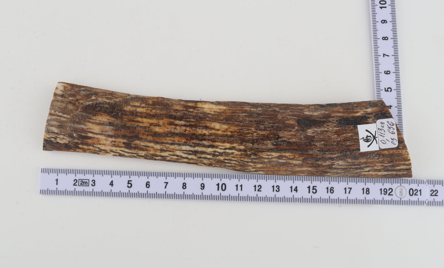 Brown-orange mammoth bark