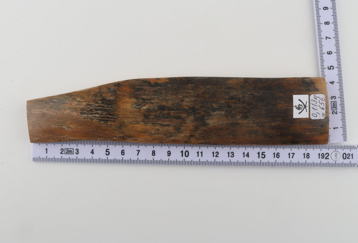 Brown mammoth bark