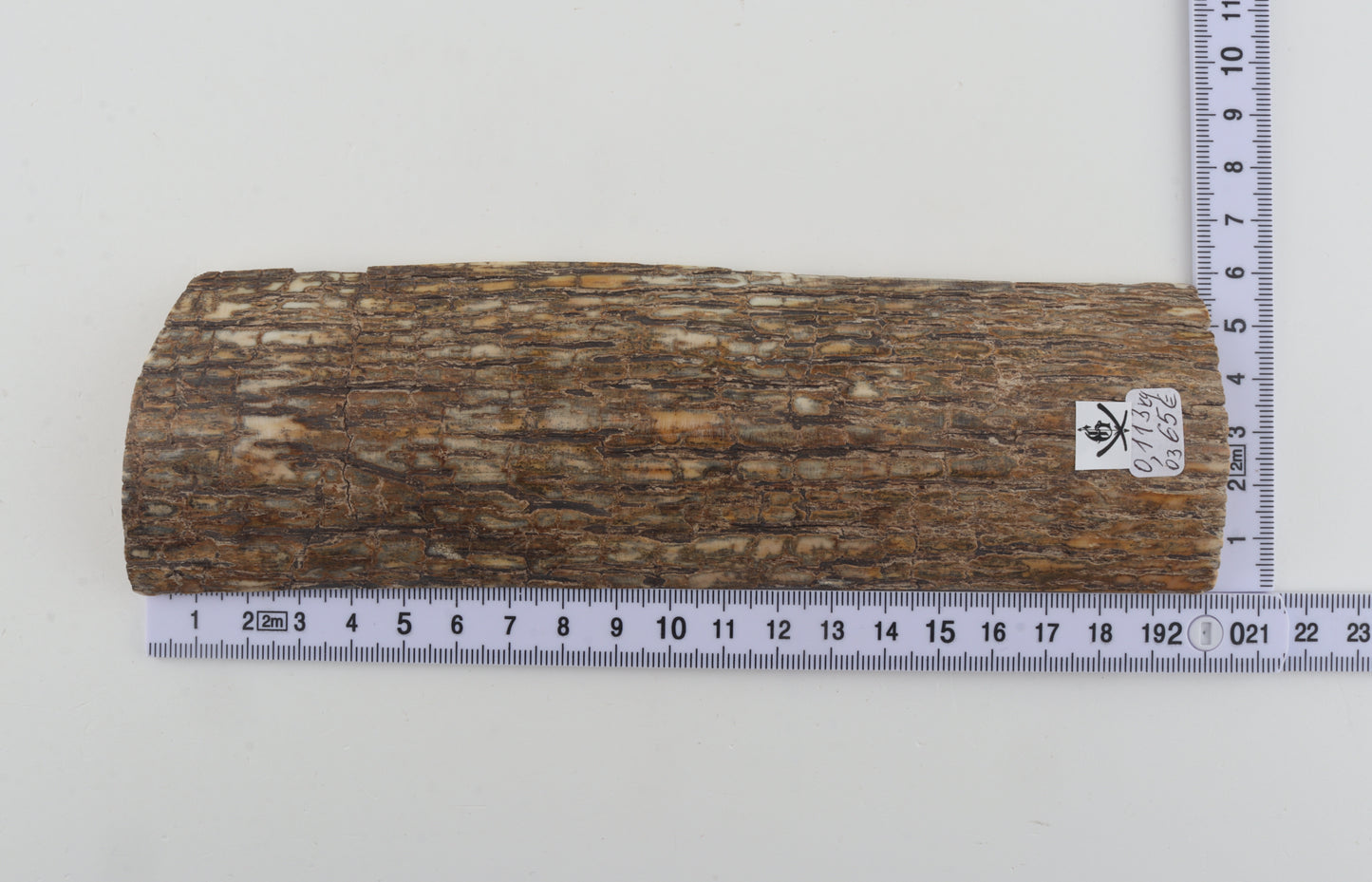 Beige mammoth bark