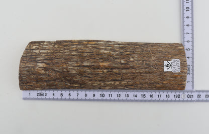 Beige mammoth bark