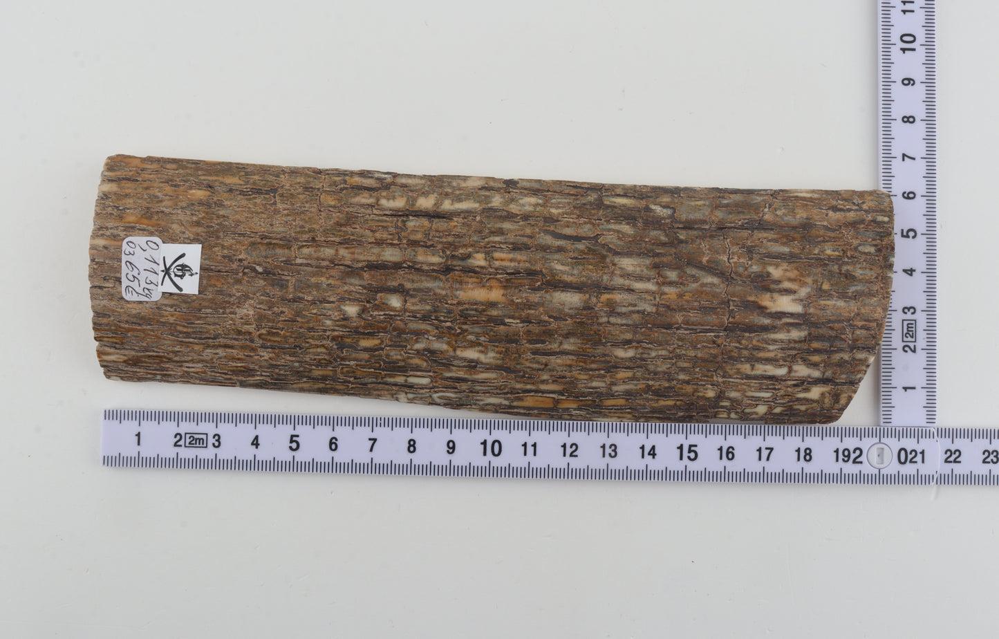 Beige mammoth bark