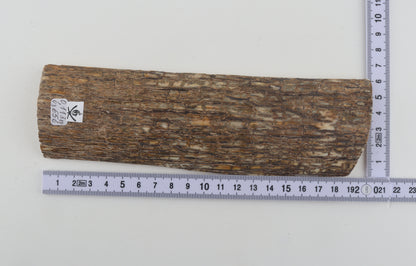 Beige mammoth bark