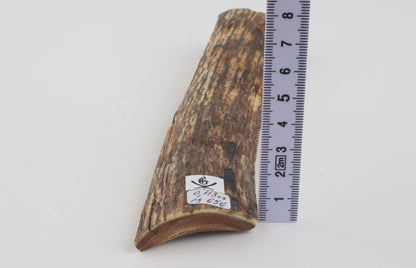 Brown-orange mammoth bark