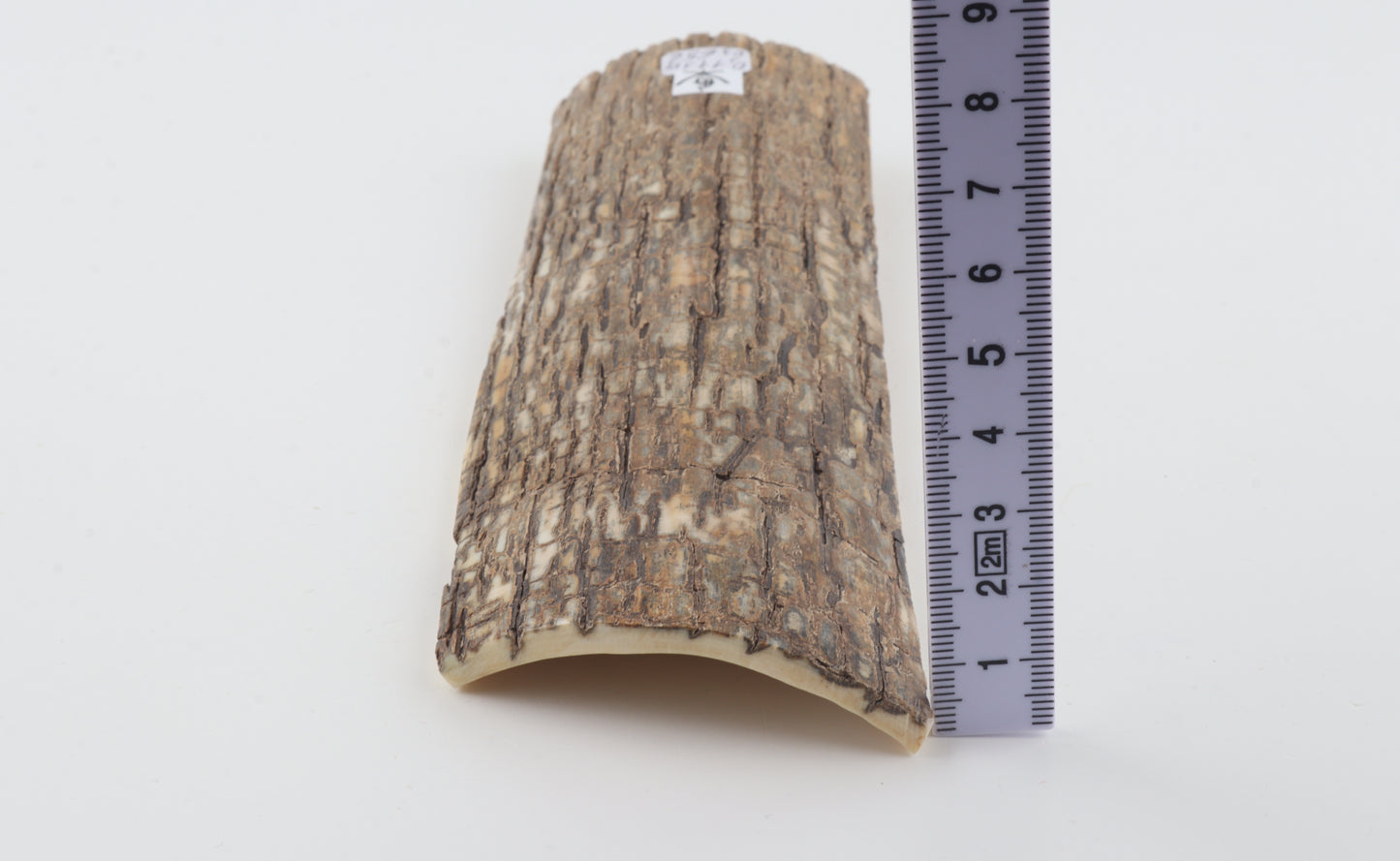 Beige mammoth bark