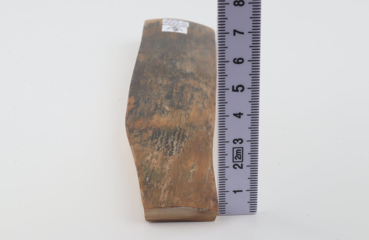 Brown mammoth bark