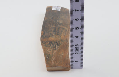 Brown mammoth bark