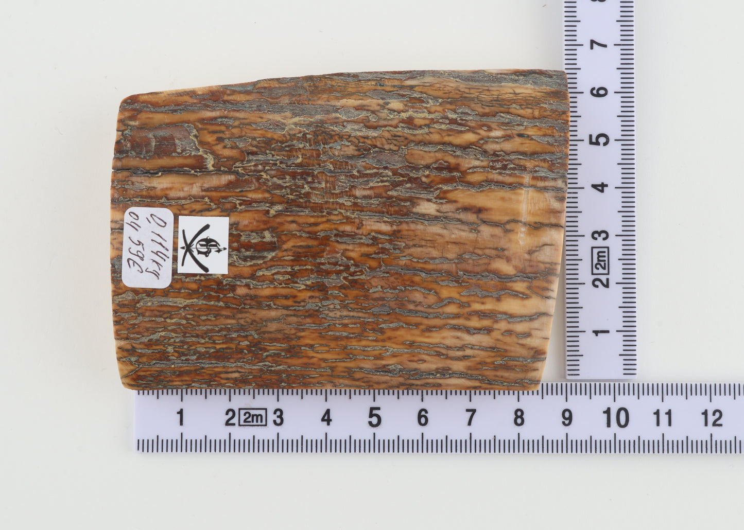 Orange-brown mammoth bark