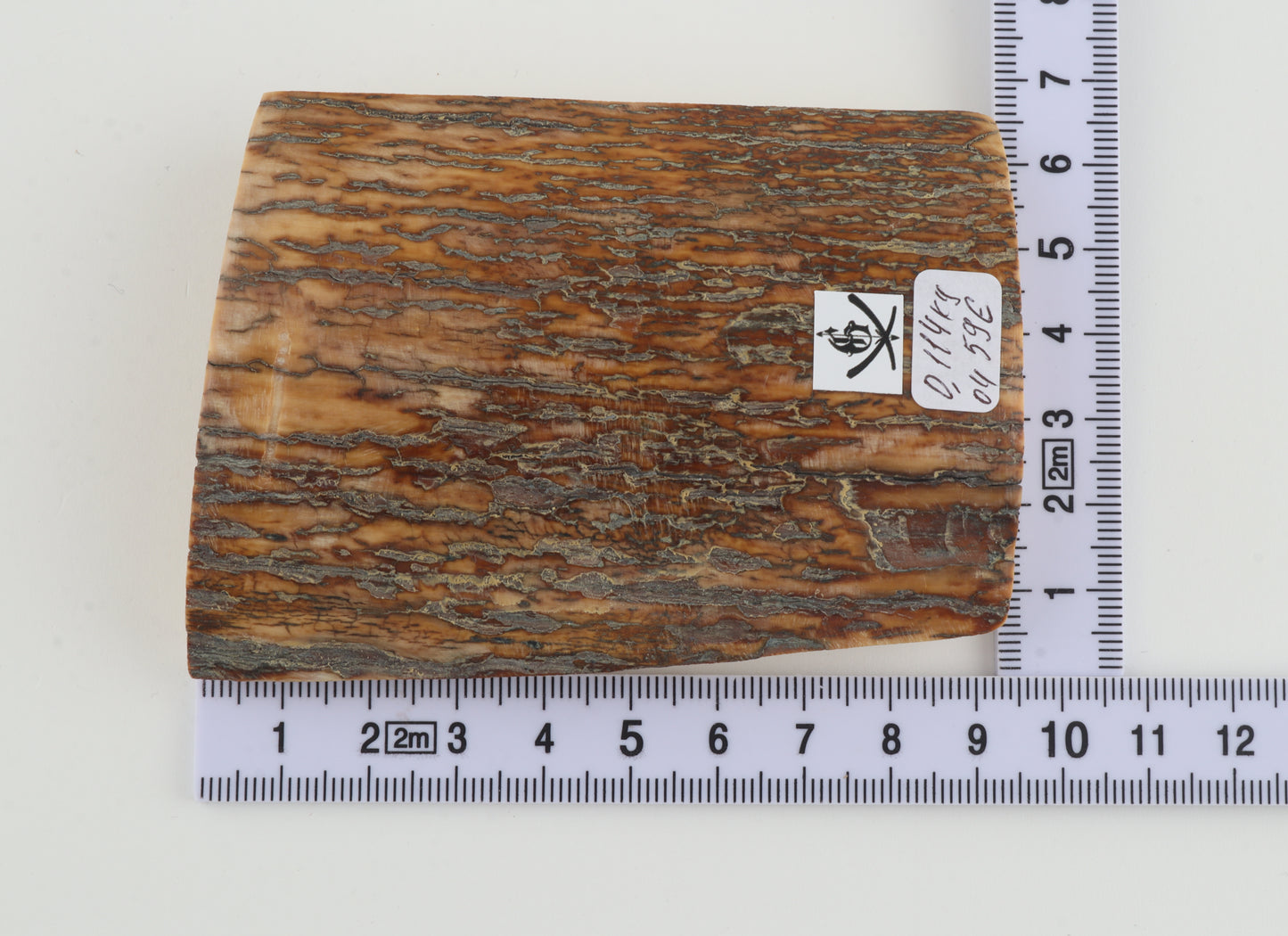 Orange-brown mammoth bark