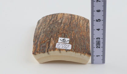 Orange-brown mammoth bark