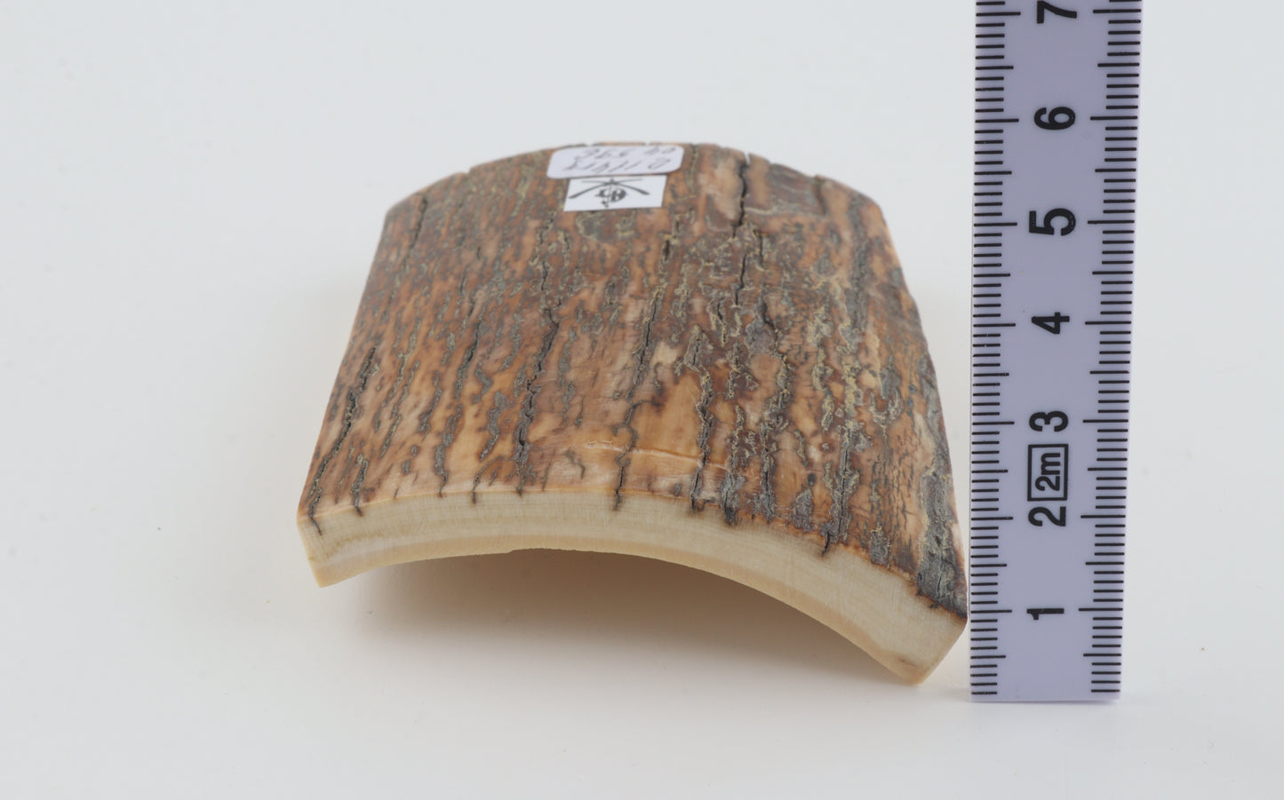 Orange-brown mammoth bark