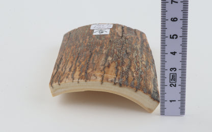 Orange-brown mammoth bark