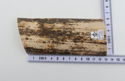 Natural fossil mammoth bark
