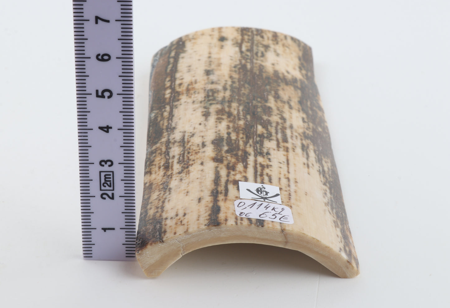 Natural fossil mammoth bark