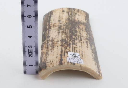 Natural fossil mammoth bark