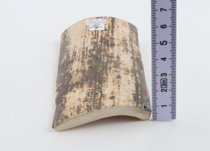 Natural fossil mammoth bark