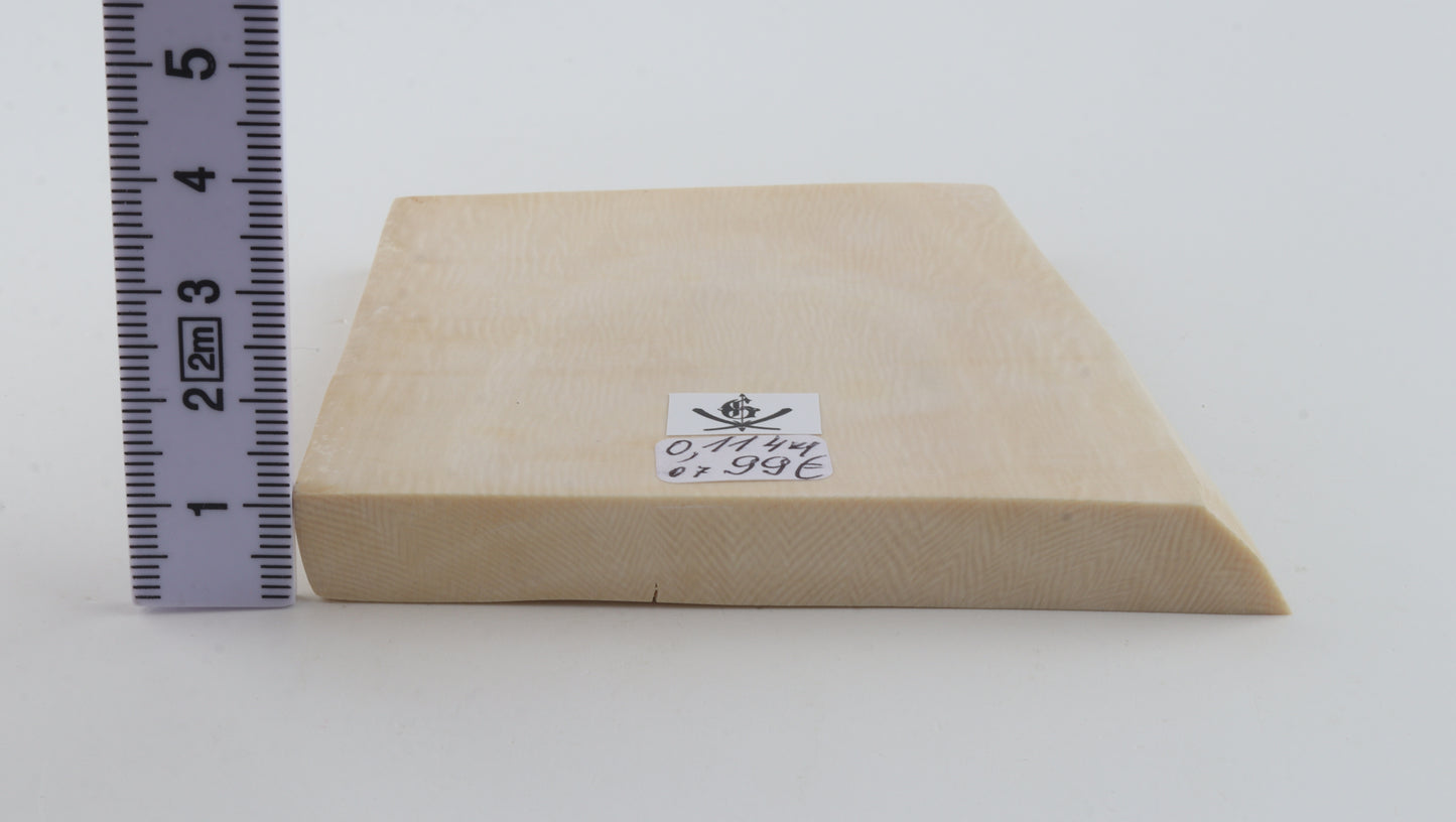 White mammoth ivory segment