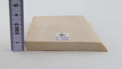 White mammoth ivory segment
