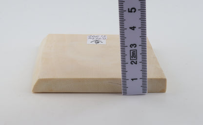 White mammoth ivory segment