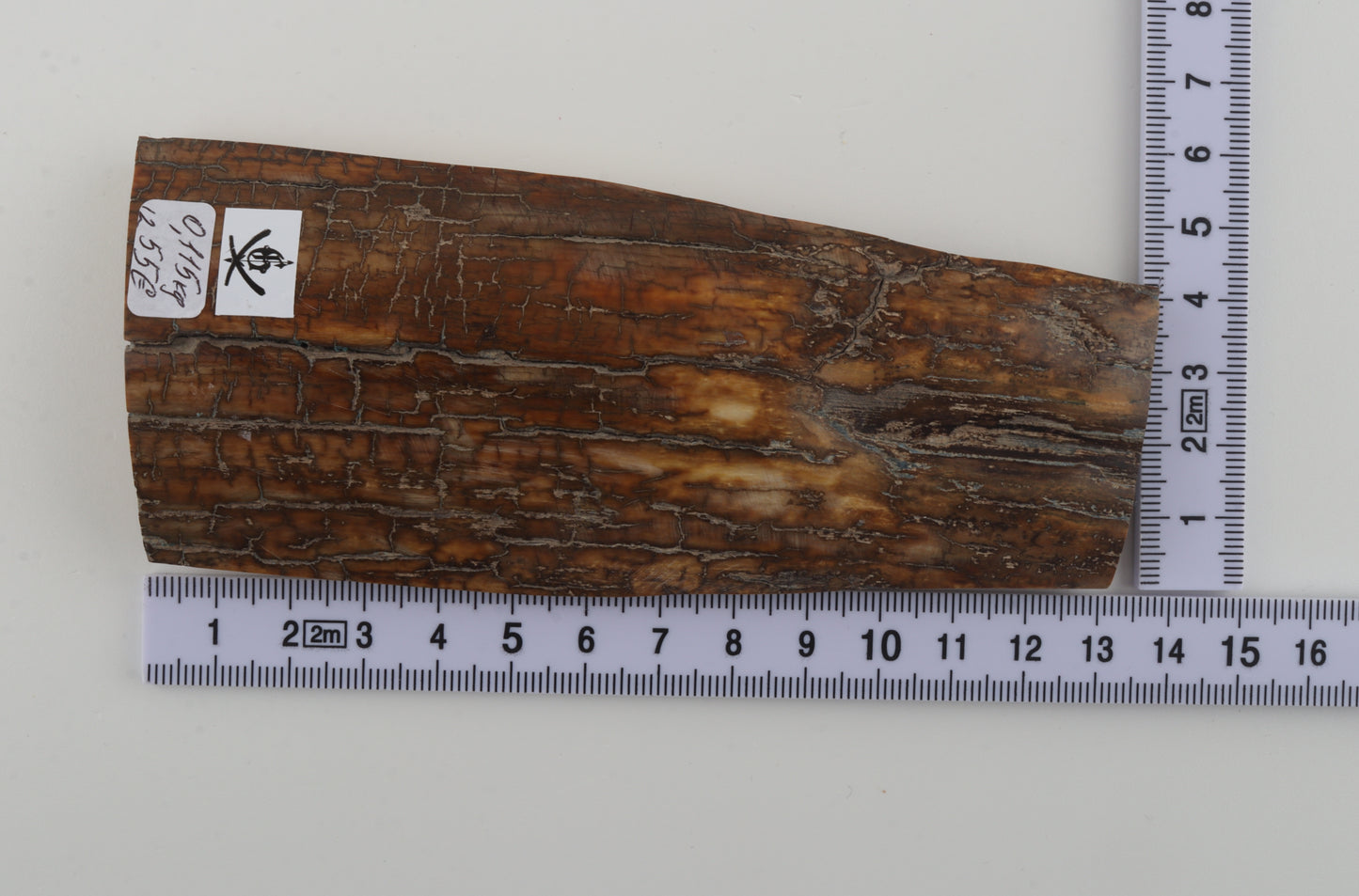 Brown-caramel mammoth bark