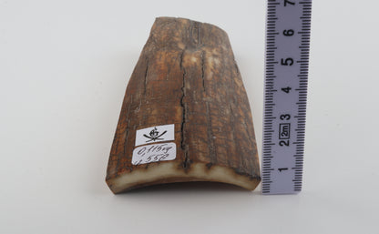 Brown-caramel mammoth bark