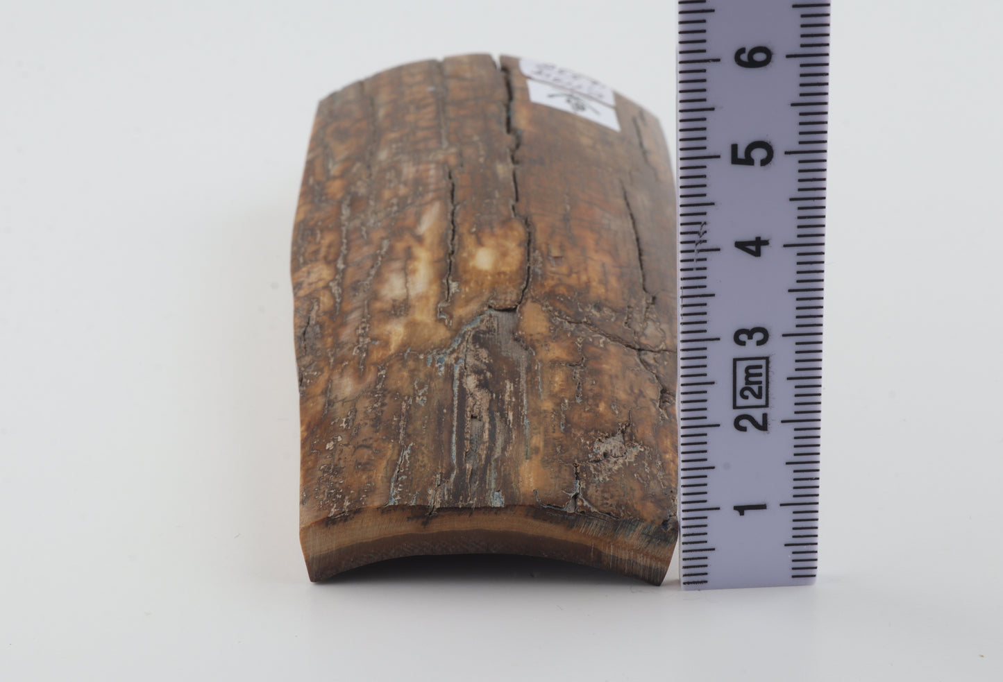 Brown-caramel mammoth bark