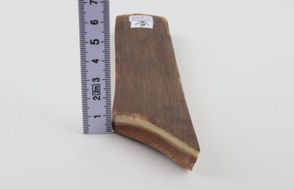 Mustard-green mammoth bark