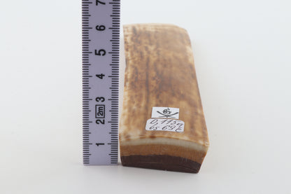 Caramel mammoth bark