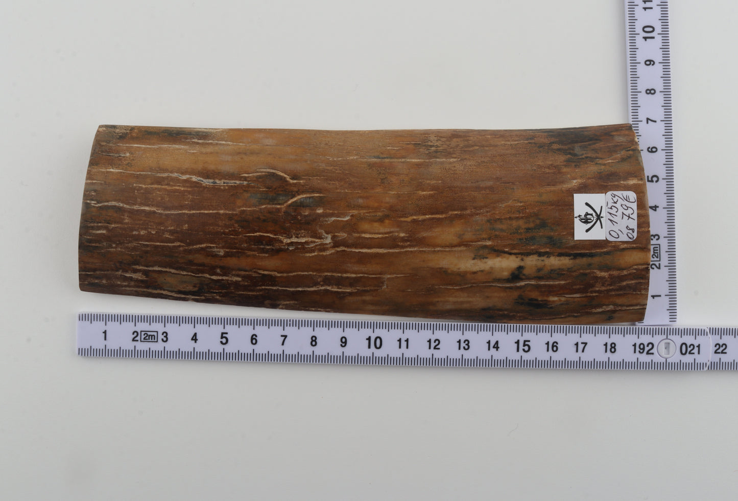 Caramel-brown mammoth bark