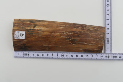 Caramel-brown mammoth bark