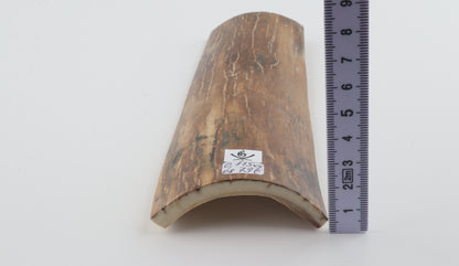 Caramel-brown mammoth bark